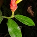 Costus prancei - Photo (c) Marcos Silveira, all rights reserved, uploaded by Marcos Silveira