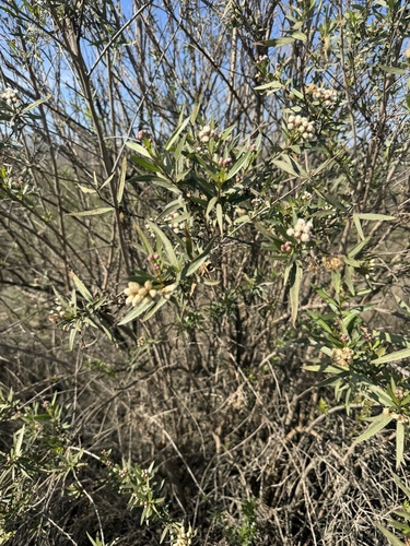 iNaturalist observation photo of mule fat
