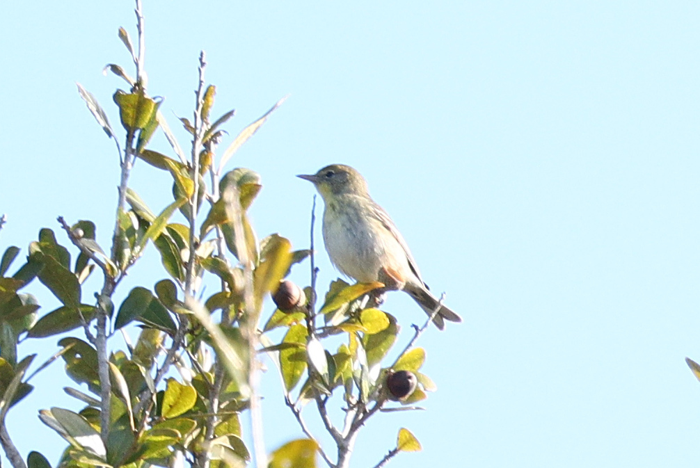 Pine warbler from gainesville fl usa on february 1 2025 at 09 03 am