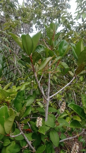 Cybianthus fulvopulverulentus