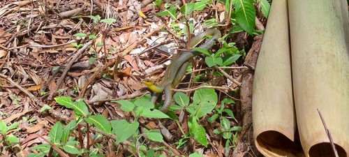 Common Tree Snake sighting