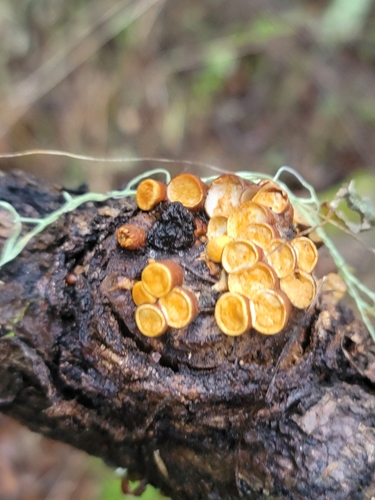 iNaturalist observation photo of Fungi Including Lichens