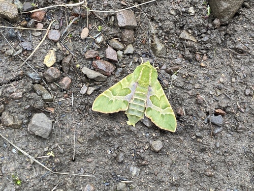 iNaturalist observation photo of Pacific Green Sphinx