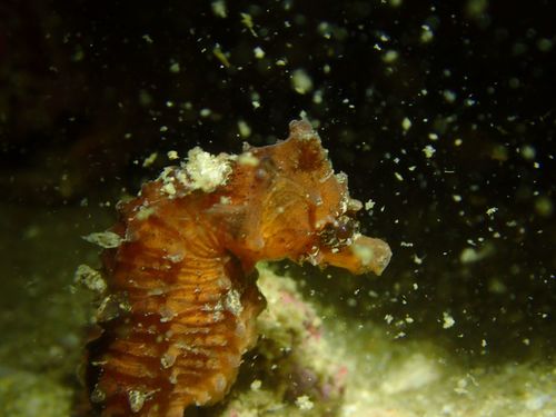 Japanese Seahorse