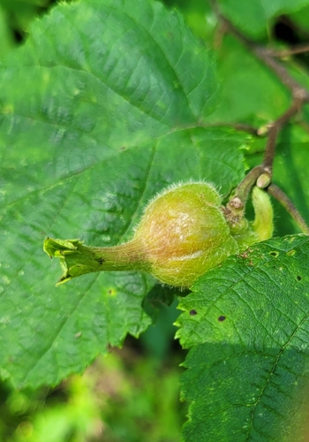 Corylus cornuta ssp. cornuta
