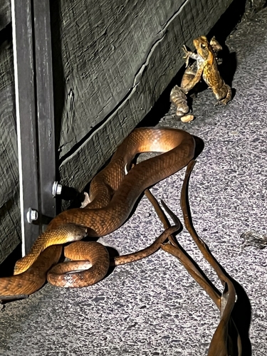 Brown Tree Snake sighting