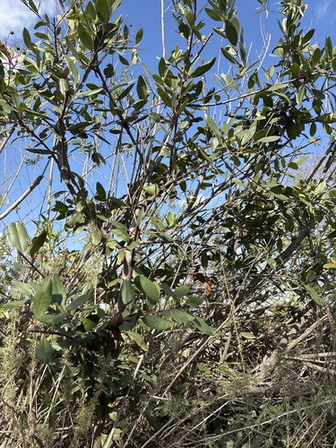 iNaturalist observation photo of Toyon
