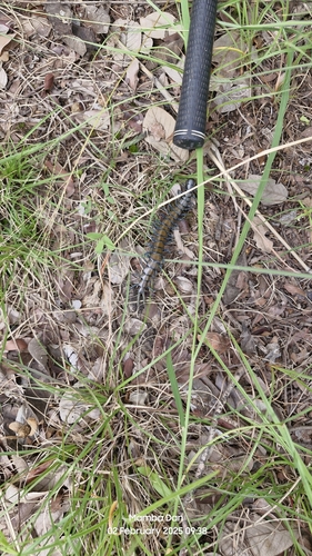 African Giant Centipede