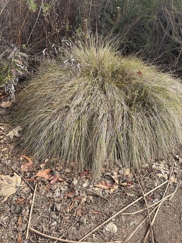 iNaturalist observation photo of deergrass