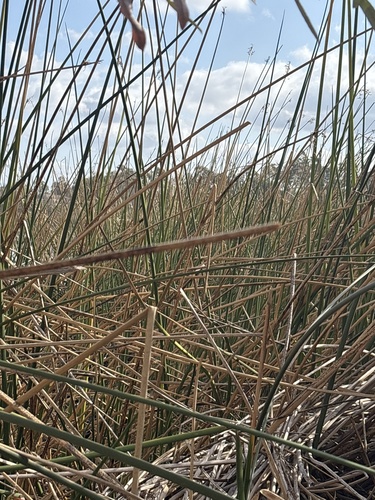 iNaturalist observation photo of California bulrush