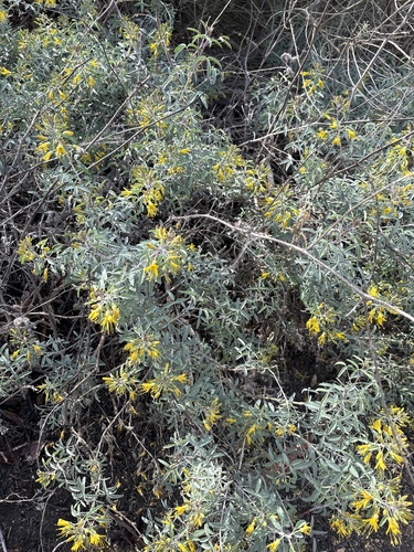 iNaturalist observation photo of Bladderpod