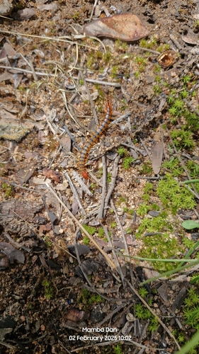Red-headed Centipede