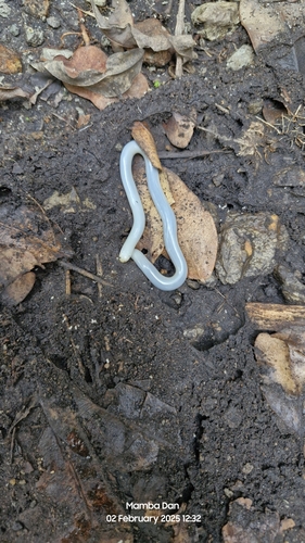 Zambezi Blind Snake