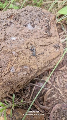 Yellow Lesser-Thicktail Scorpion