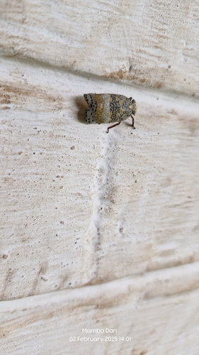 Paropioxys similis