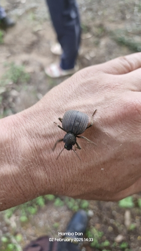 Redback toktokkie