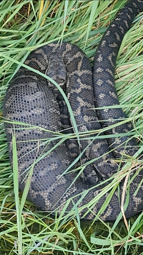 Coastal Carpet Python sighting