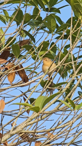 Plain Prinia