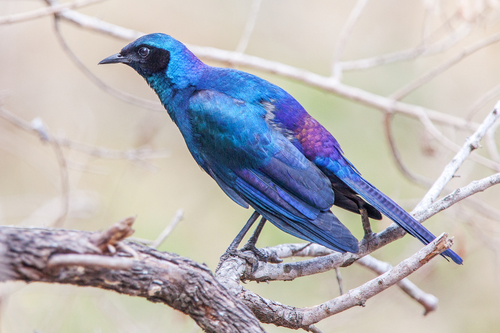Burchell's Starling