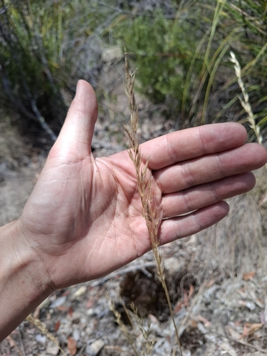 Rytidosperma oreophilum