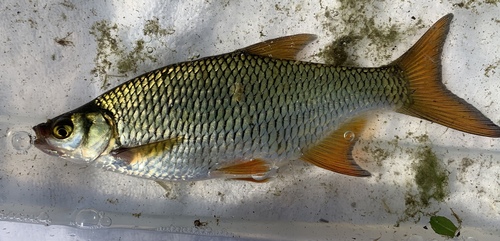 Golden Shiner