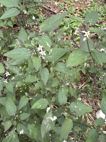 American black nightshade