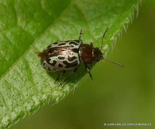 Calligrapha piceicollis