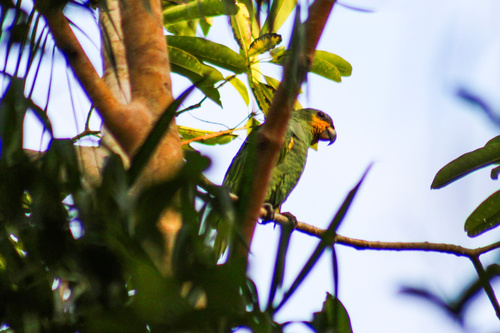 Orange-winged Amazon