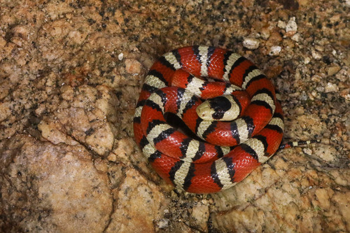 Arizona Mountain Kingsnake