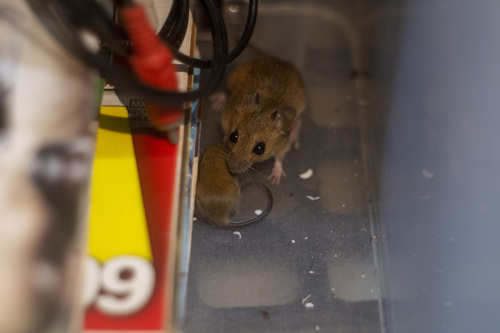 fulvous pygmy rice rat (Oligoryzomys fulvescens)
