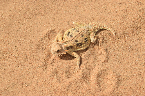 Flat-tailed Horned Lizard