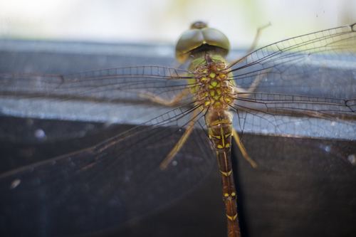Pale-green Darner (Triacanthagyna septima)