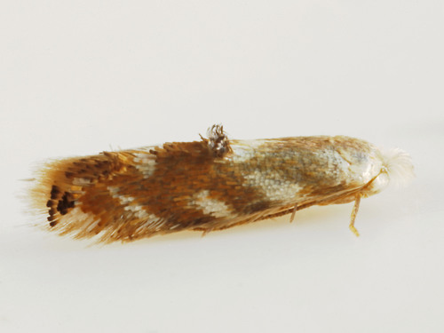 Bucculatrix ochrisuffusa
