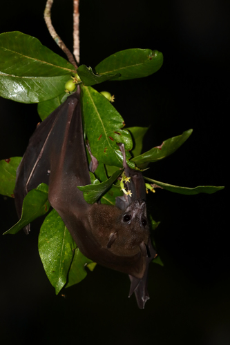 Halmahera Naked-backed Fruit Bat (Dobsonia crenulata) — Least Concern Mammalia