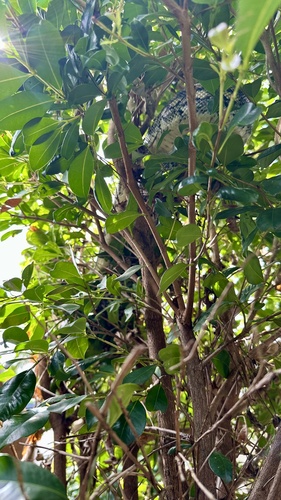 Coastal Carpet Python sighting