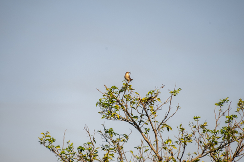 Northern Mockingbird (Mimus polyglottos)