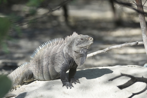 Rock Iguanas (Genus Cyclura) · iNaturalist