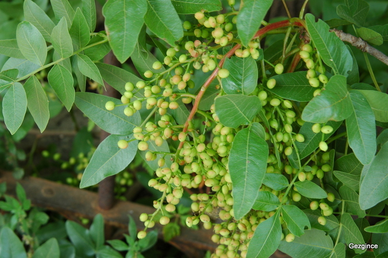 Atlas pistachio