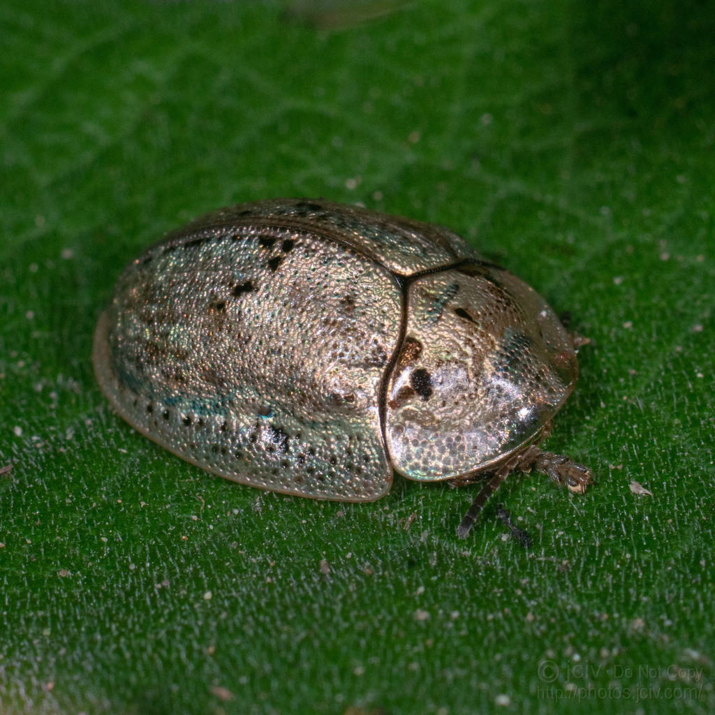Wild Olive Tortoise Beetle (Physonota alutacea) · iNaturalist