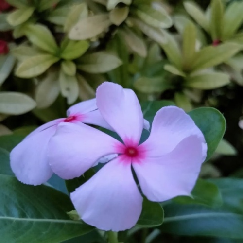 Periwinkle