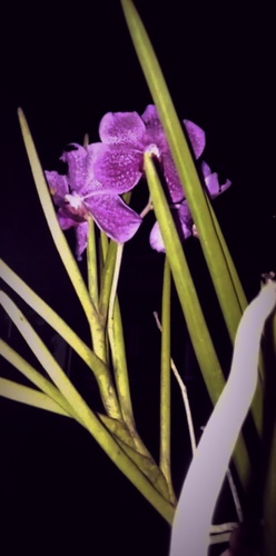 Orchids