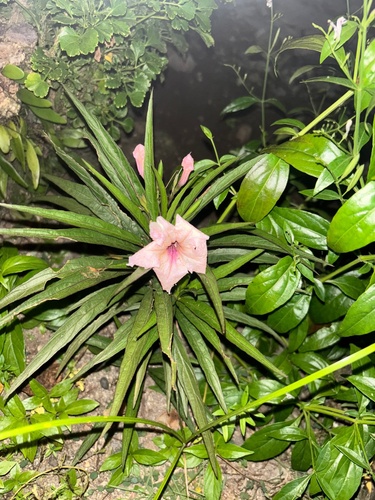 Ruellias