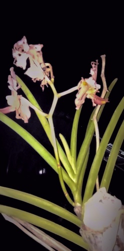 Orchids