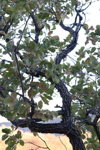 Chihuahuan oak