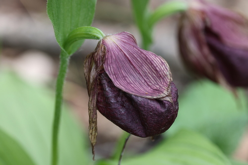 Cypripedium taibaiense