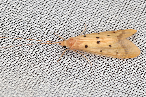 Macrostemum quinquepunctatum