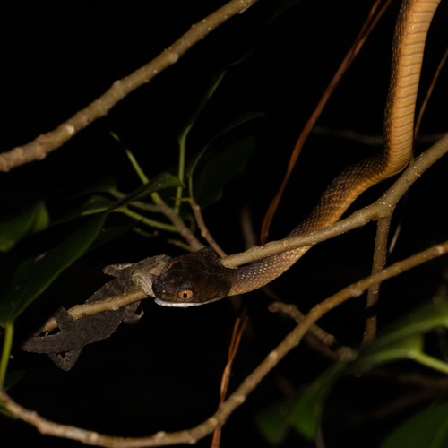 Brown Tree Snake sighting