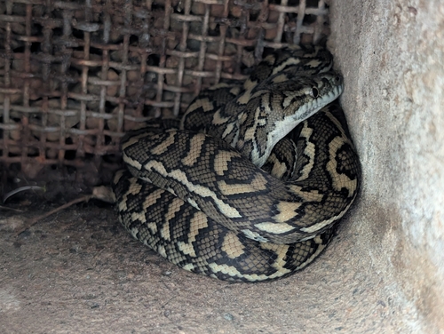 Coastal Carpet Python sighting