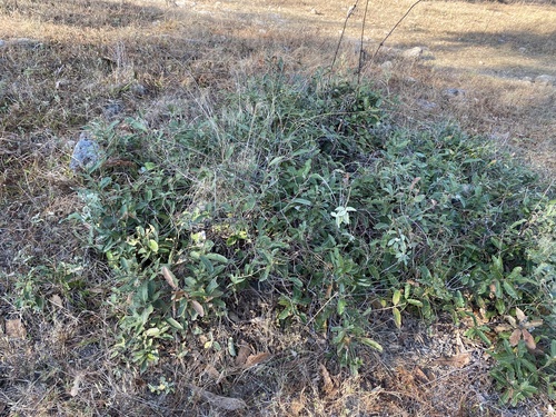 Quercus purhepecha
