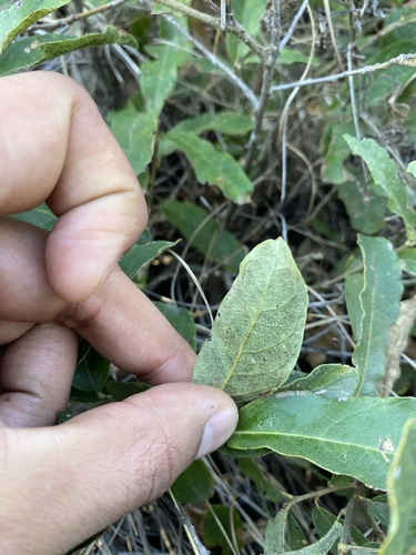 Quercus purhepecha